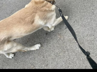 ძაღლების გასეირნება სურათი 6