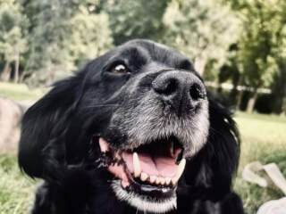 ძაღლების გასეირნება სურათი 7