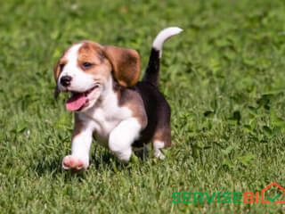 გავსეირნებ ძაღლს სურათი 1