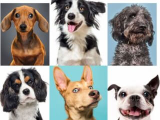 ძაღლის გასეირნება სურათი 1