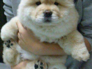 ძაღლების გასეირნება სურათი 1