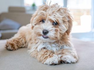 ძაღლების გასეირნება სურათი 1